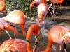 ueno_zoo_0870_mini.jpg
