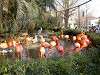 ueno_zoo_0876_mini.jpg