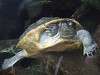 ueno_zoo_0885_mini.jpg
