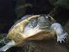 ueno_zoo_0886_mini.jpg