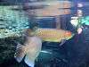 ueno_zoo_0888_mini.jpg