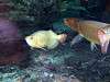 ueno_zoo_0889_mini.jpg