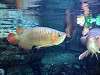 ueno_zoo_0917_mini.jpg