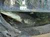 ueno_zoo_0921_mini.jpg