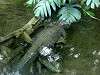 ueno_zoo_0929_mini.jpg