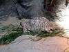ueno_zoo_0932_mini.jpg