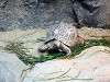 ueno_zoo_0938_mini.jpg