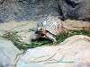 ueno_zoo_0940_mini.jpg
