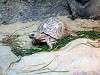 ueno_zoo_0941_mini.jpg