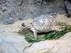ueno_zoo_0942_mini.jpg