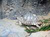 ueno_zoo_0943_mini.jpg