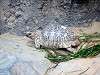 ueno_zoo_0944_mini.jpg