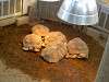 ueno_zoo_0950_mini.jpg