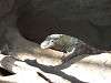 ueno_zoo_0954_mini.jpg