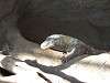 ueno_zoo_0955_mini.jpg