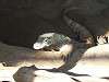 ueno_zoo_0956_mini.jpg