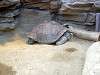 ueno_zoo_0969_mini.jpg