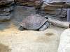 ueno_zoo_0970_mini.jpg