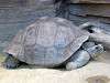 ueno_zoo_0972_mini.jpg