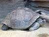 ueno_zoo_0974_mini.jpg