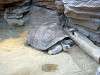 ueno_zoo_0978_mini.jpg