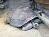 ueno_zoo_0982_mini.jpg