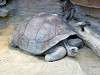 ueno_zoo_0983_mini.jpg