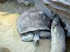 ueno_zoo_0985_mini.jpg