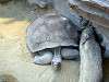 ueno_zoo_0986_mini.jpg