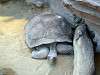 ueno_zoo_0989_mini.jpg
