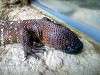 ueno_zoo_0997_mini.jpg