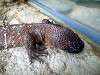 ueno_zoo_0998_mini.jpg