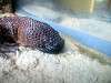 ueno_zoo_0999_mini.jpg