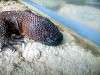 ueno_zoo_1001_mini.jpg