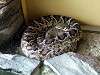 ueno_zoo_1006_mini.jpg