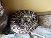 ueno_zoo_1007_mini.jpg