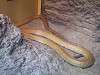 ueno_zoo_1021_mini.jpg