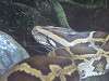 ueno_zoo_1029_mini.jpg