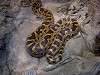 ueno_zoo_1039_mini.jpg