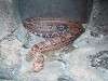 ueno_zoo_1044_mini.jpg