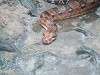 ueno_zoo_1045_mini.jpg