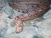 ueno_zoo_1046_mini.jpg