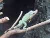 ueno_zoo_1051_mini.jpg
