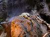 ueno_zoo_1062_mini.jpg