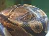 ueno_zoo_1067_mini.jpg