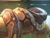 ueno_zoo_1068_mini.jpg