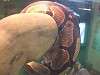 ueno_zoo_1069_mini.jpg
