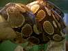 ueno_zoo_1071_mini.jpg