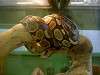 ueno_zoo_1072_mini.jpg