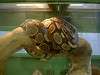 ueno_zoo_1073_mini.jpg